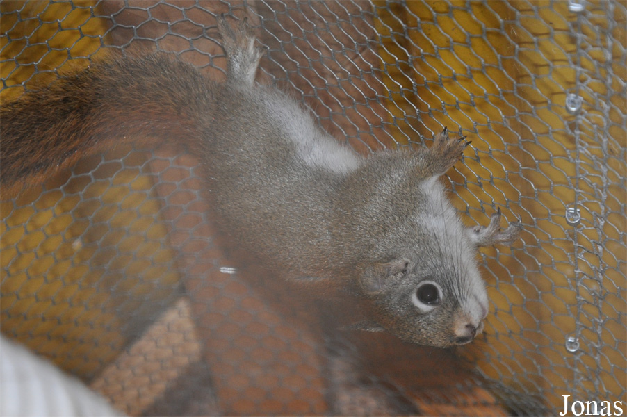 Tamiasciurus hudsonicus