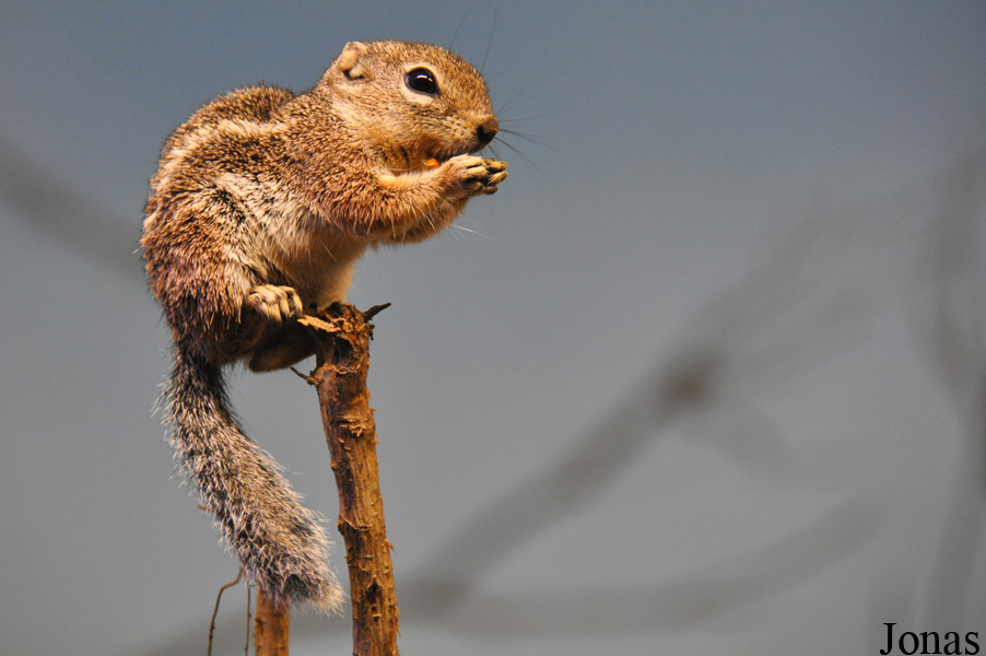 Ammospermophilus harrisii