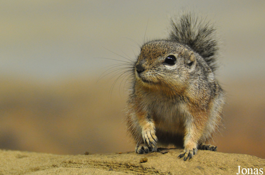 Ammospermophilus harrisii