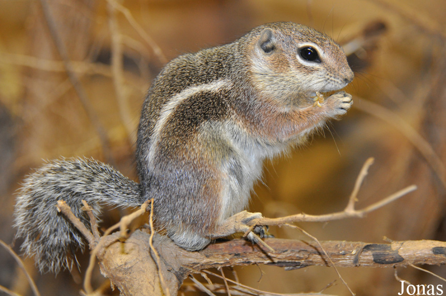 Ammospermophilus harrisii
