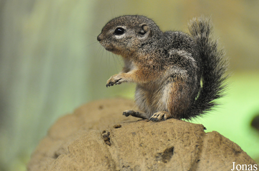 Ammospermophilus harrisii