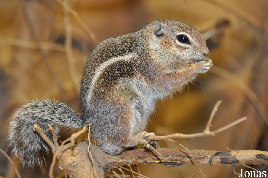 Ammospermophilus harrisii