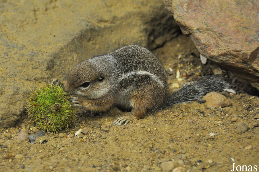 Ammospermophilus harrisii