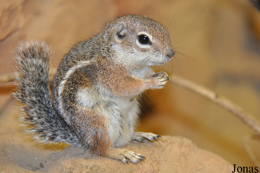 Ammospermophilus harrisii