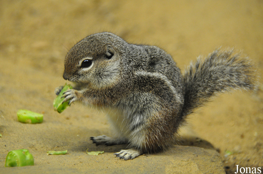 Ammospermophilus harrisii