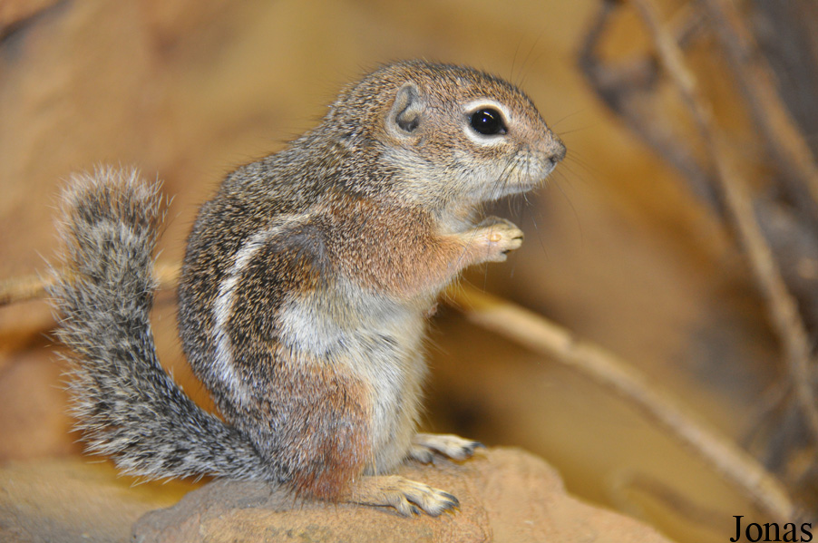 Ammospermophilus harrisii