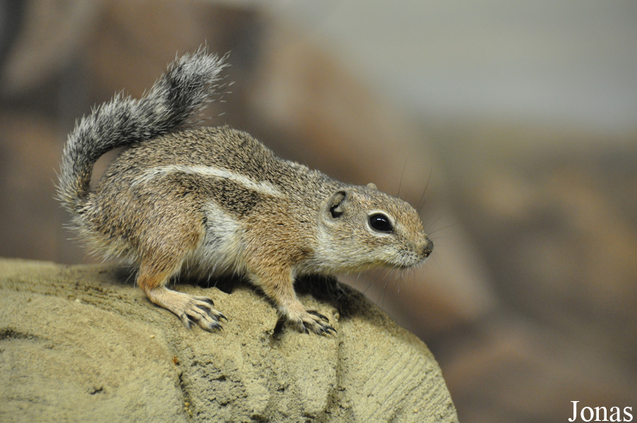 Ammospermophilus harrisii