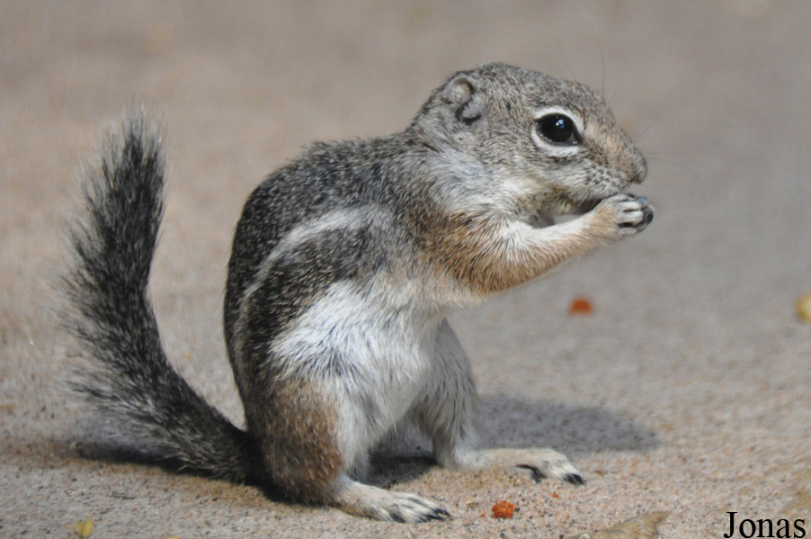 Ammospermophilus harrisii