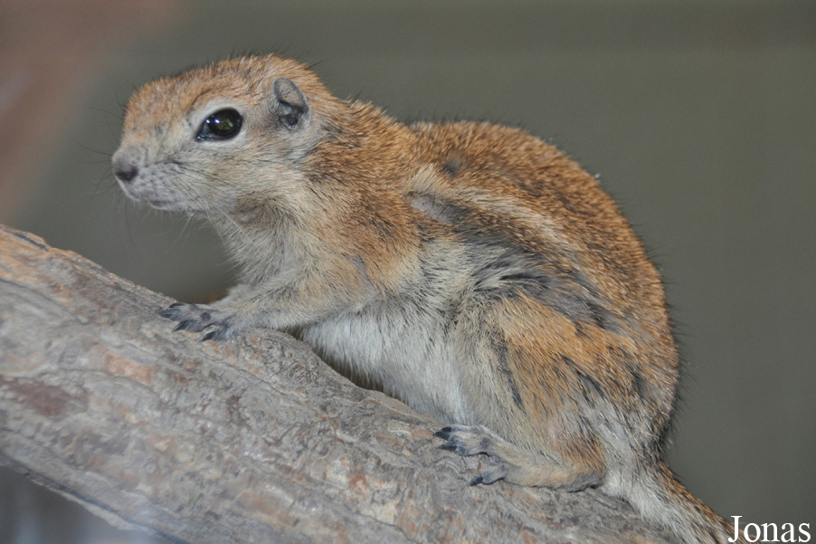 Ammospermophilus leucurus