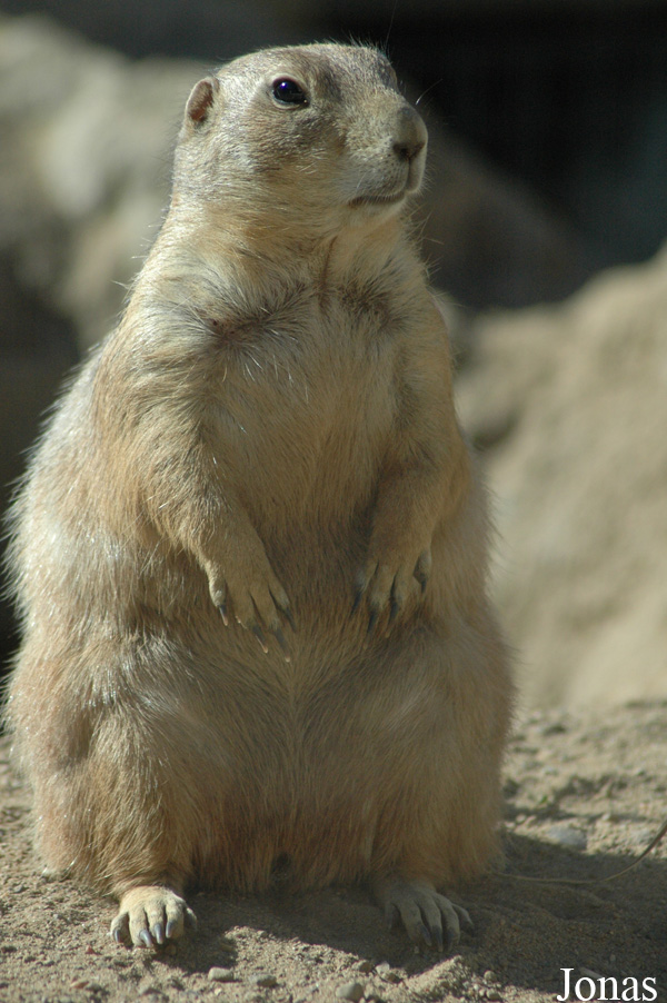 Cynomys ludovicianus