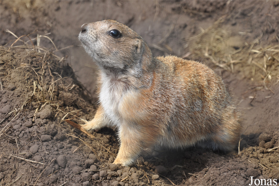 Cynomys ludovicianus