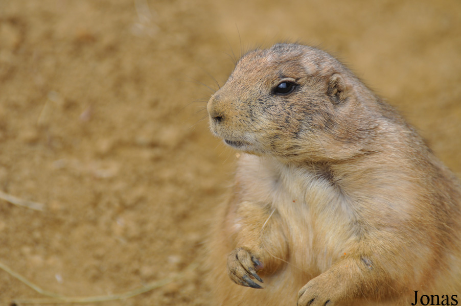 Cynomys ludovicianus