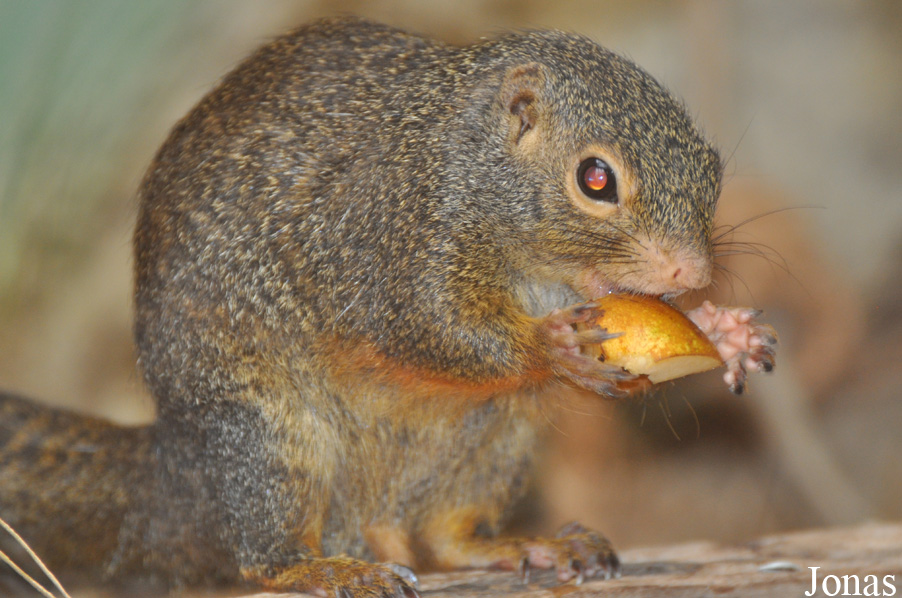 Heliosciurus rufobrachium