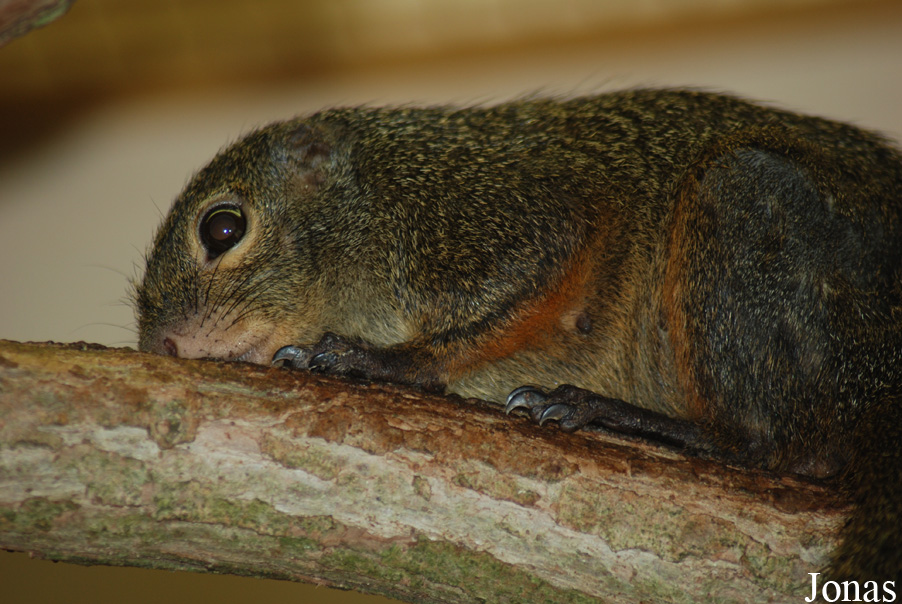 Heliosciurus rufobrachium