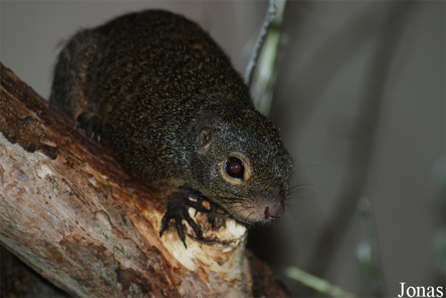 Heliosciurus rufobrachium