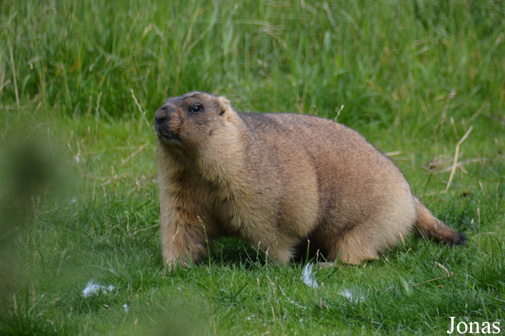 Marmota bobak
