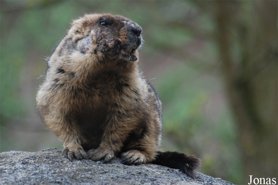 Marmota bobak
