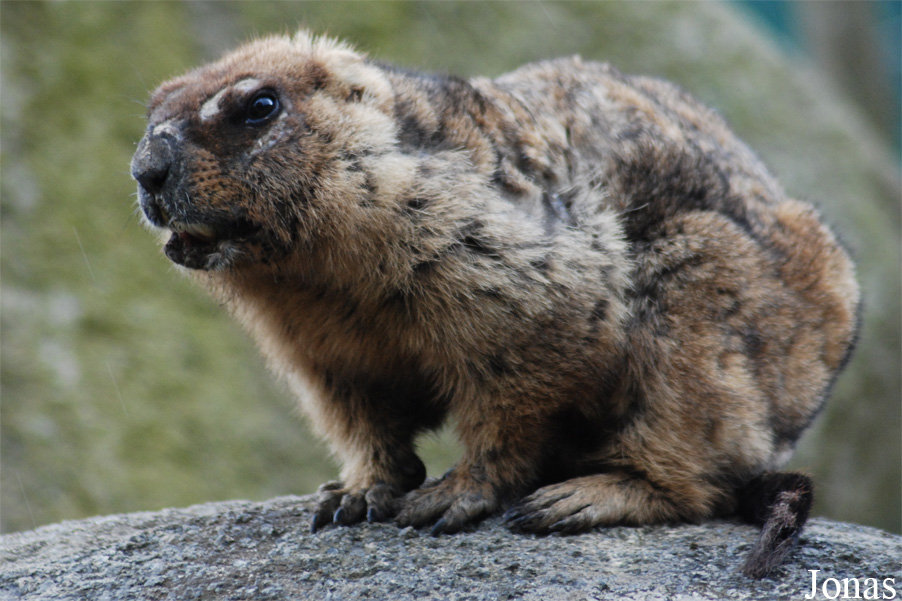 Marmota bobak