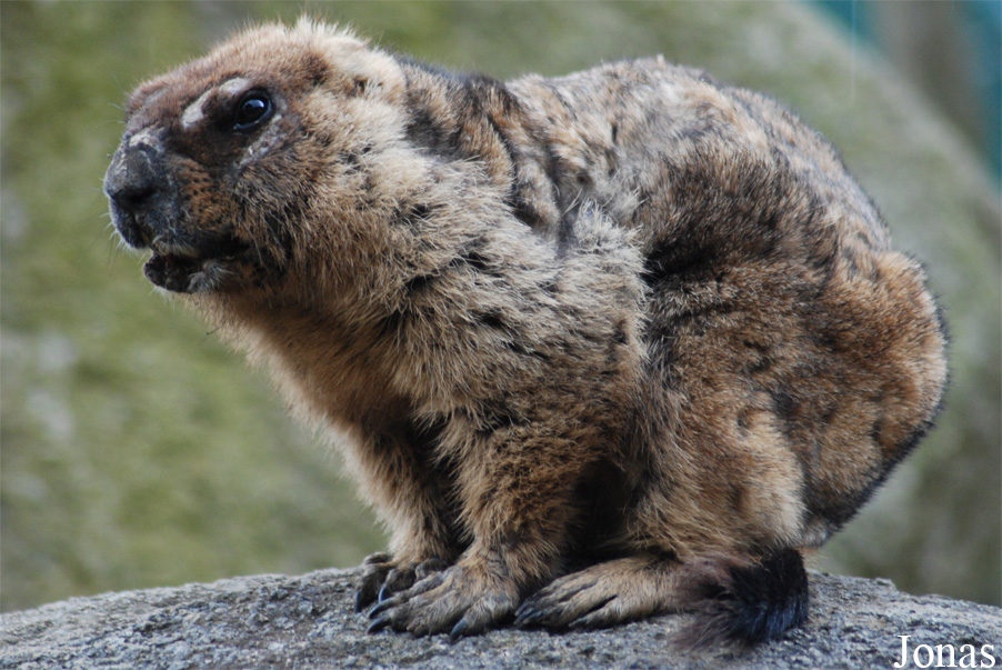 Marmota bobak