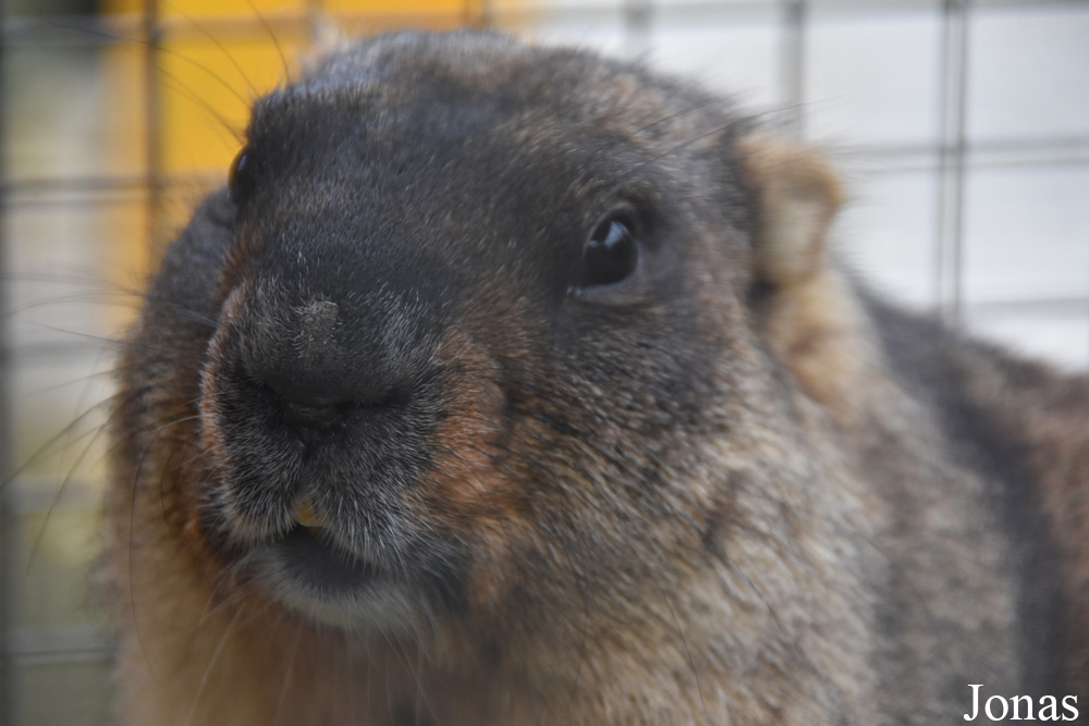 Marmota bobak