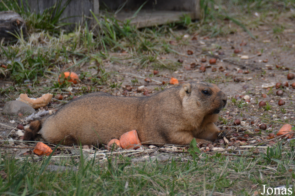 Marmota bobak