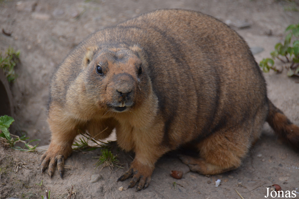Marmota bobak