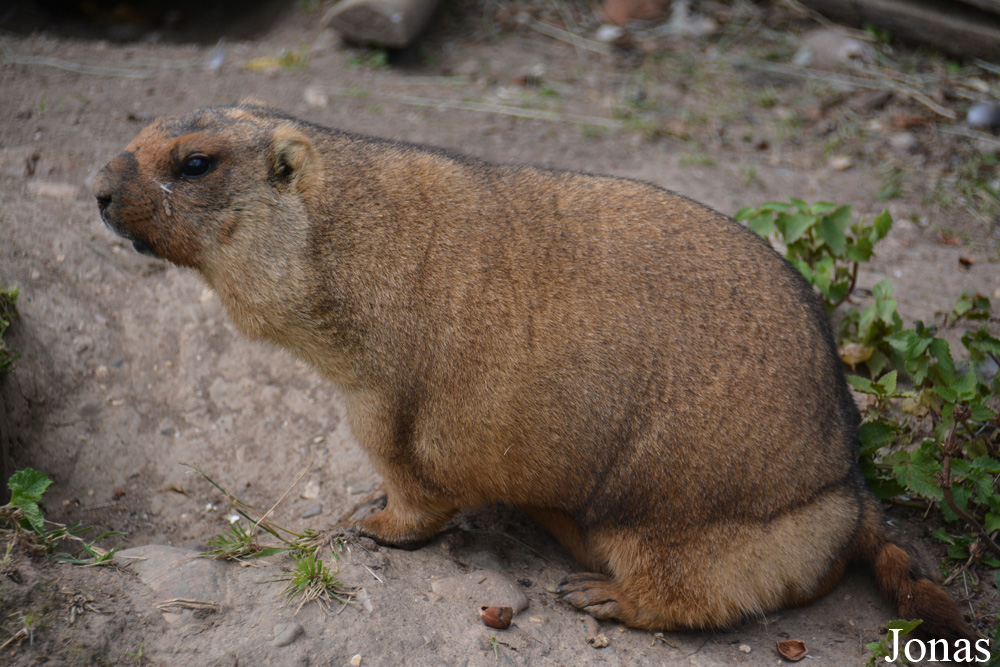 Marmota bobak