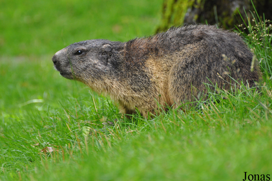 Marmota marmota