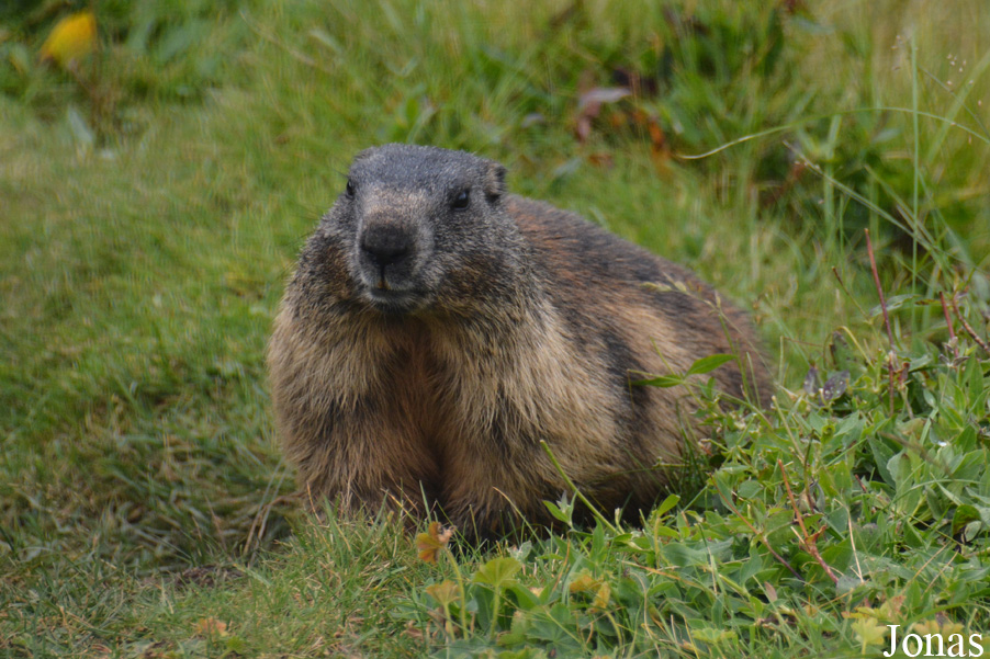 Marmota marmota
