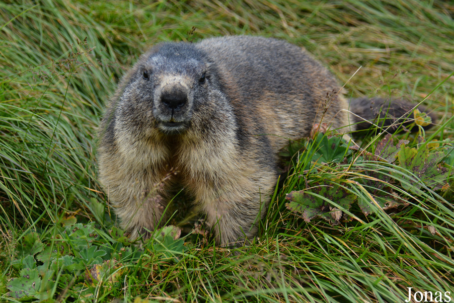 Marmota marmota