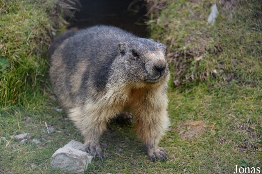 Marmota marmota
