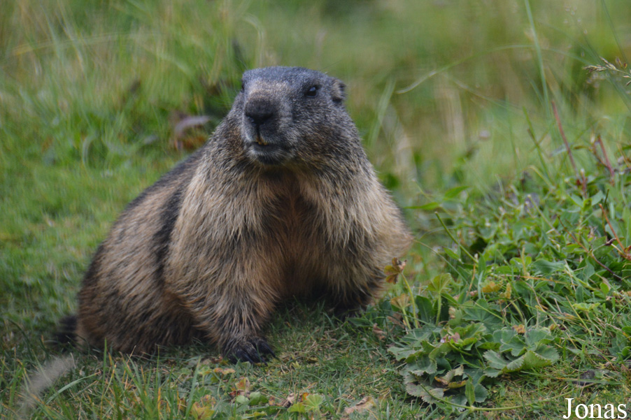 Marmota marmota