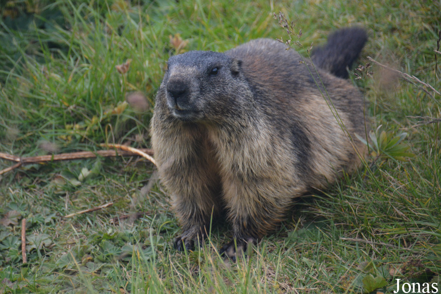 Marmota marmota