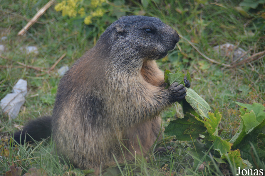 Marmota marmota