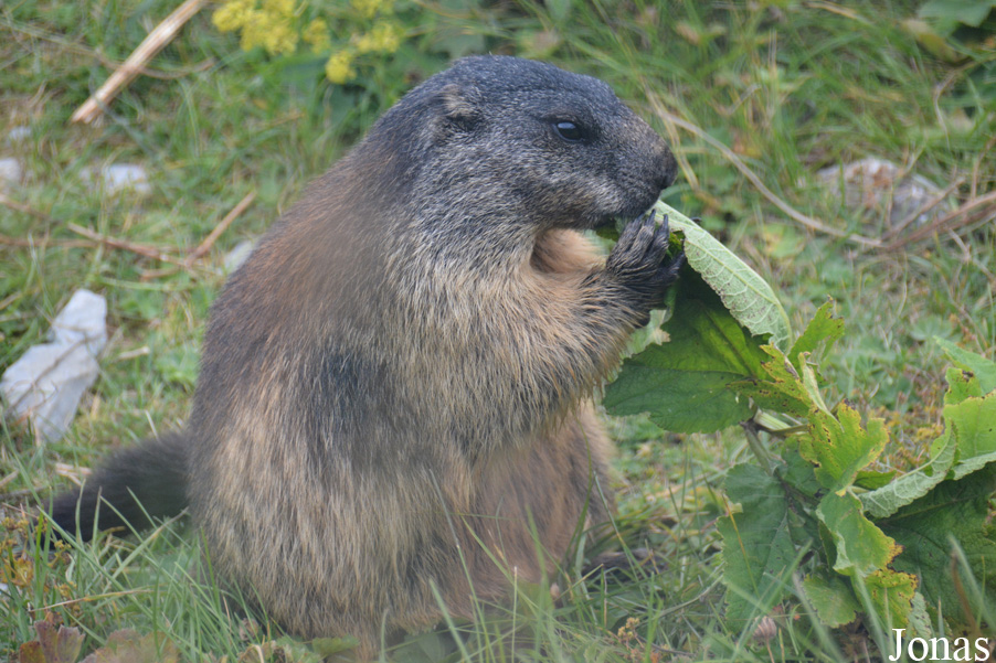 Marmota marmota