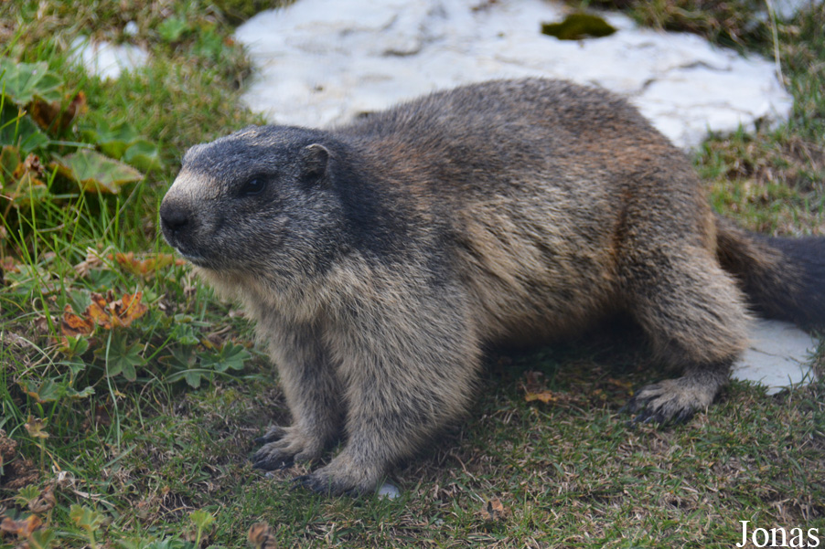 Marmota marmota