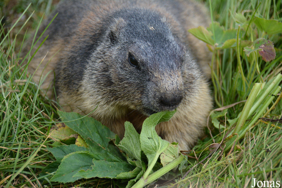 Marmota marmota