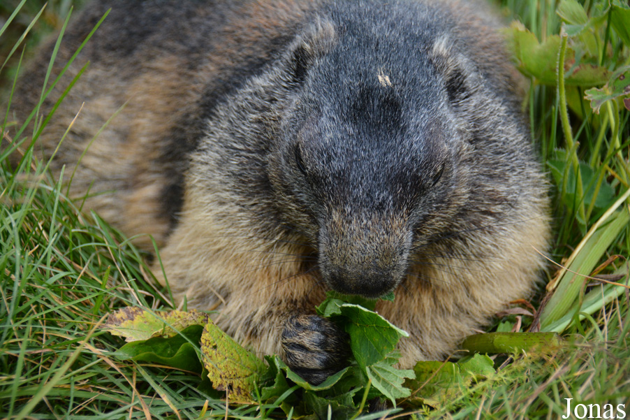 Marmota marmota