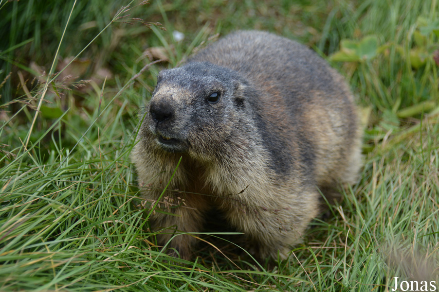 Marmota marmota