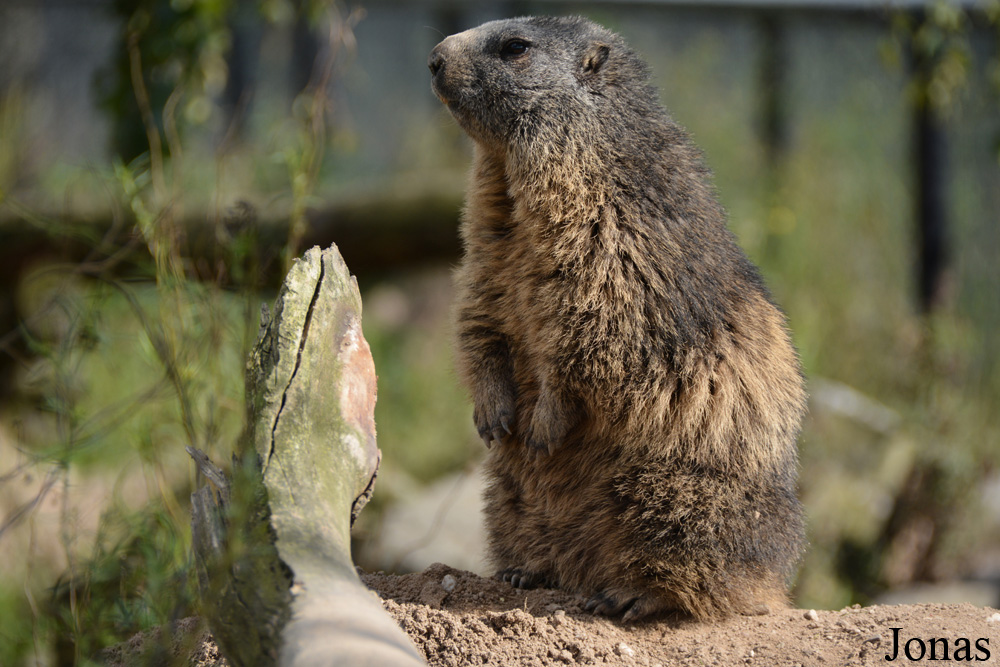 Marmota marmota