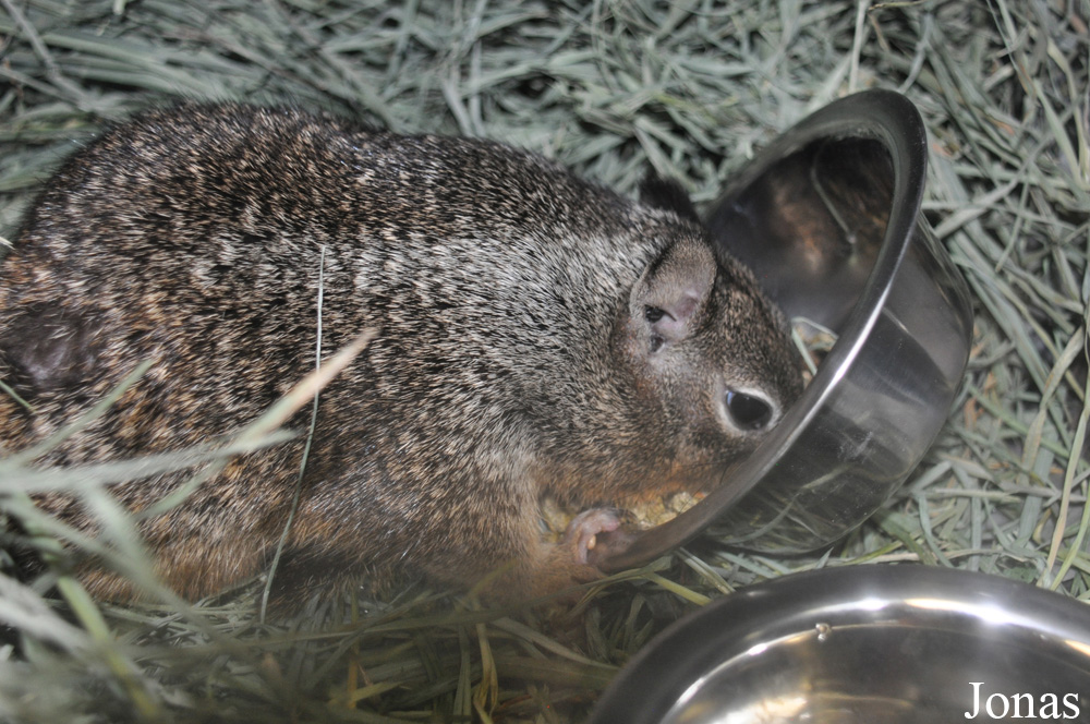 Otospermophilus beecheyi