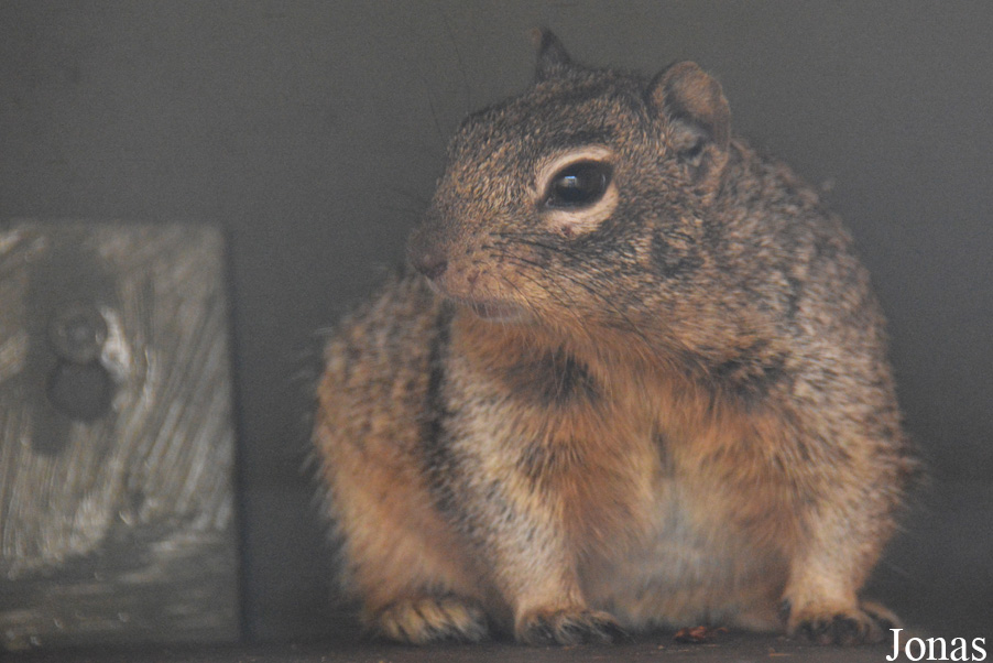 Otospermophilus variegatus