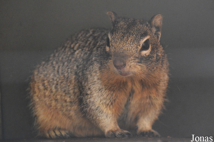 Otospermophilus variegatus