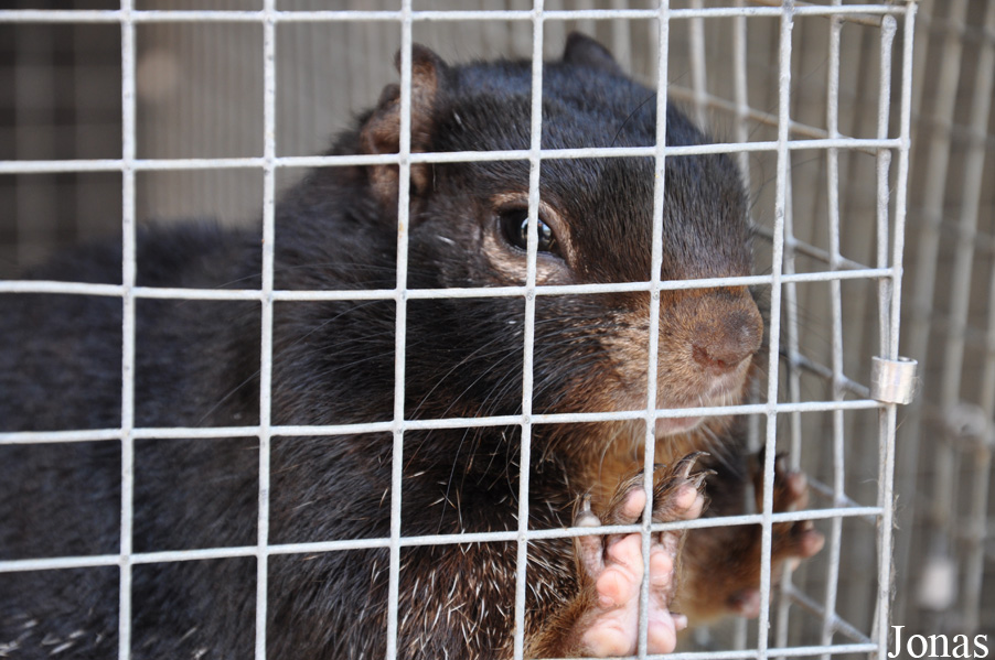 Otospermophilus variegatus