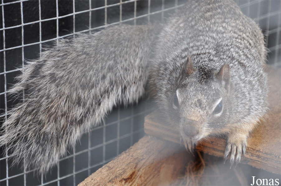 Otospermophilus variegatus