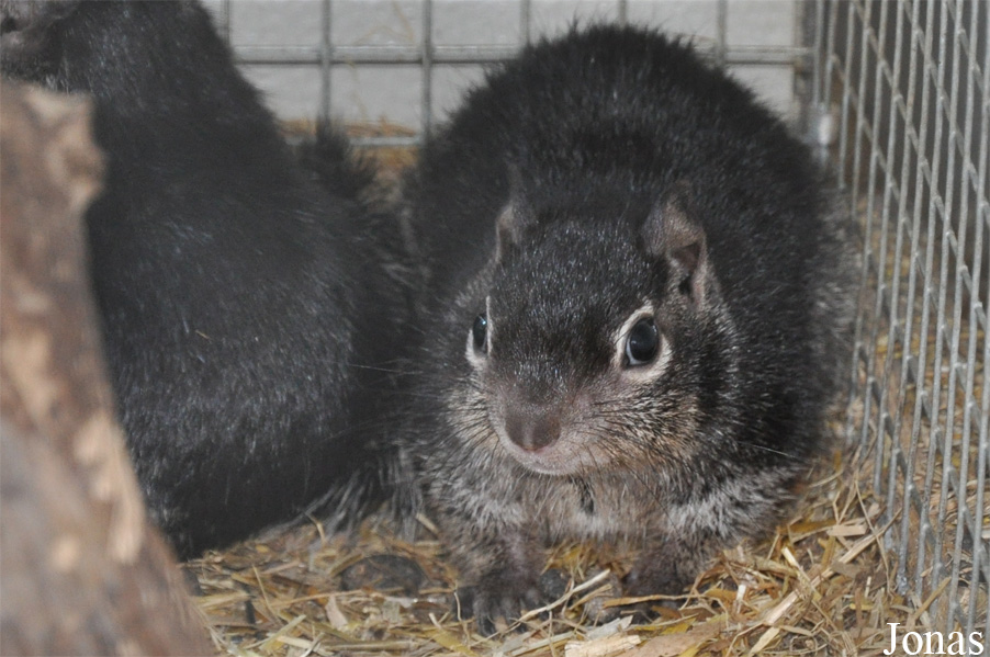 Otospermophilus variegatus