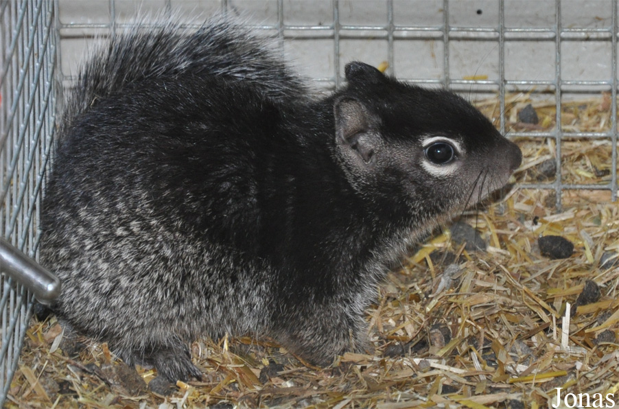 Otospermophilus variegatus