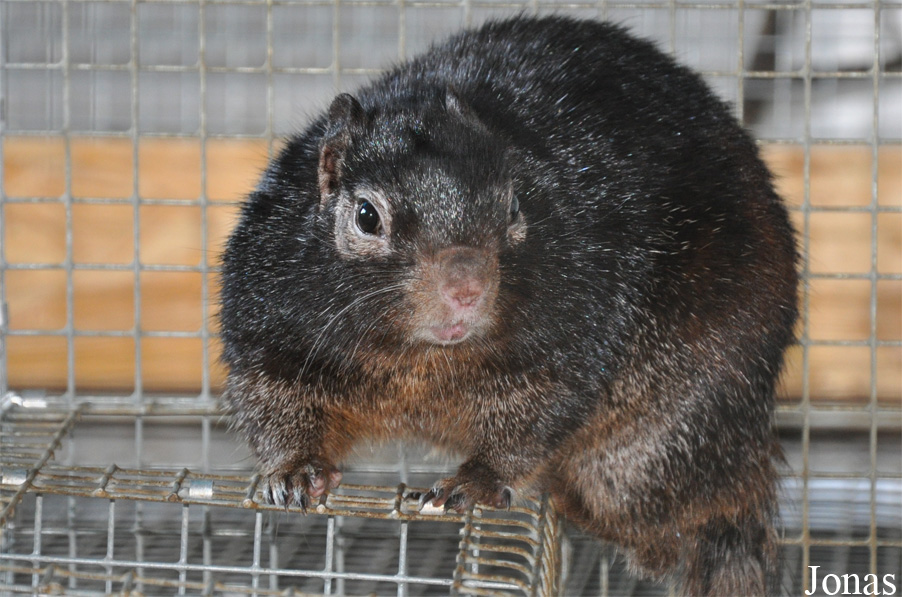 Otospermophilus variegatus