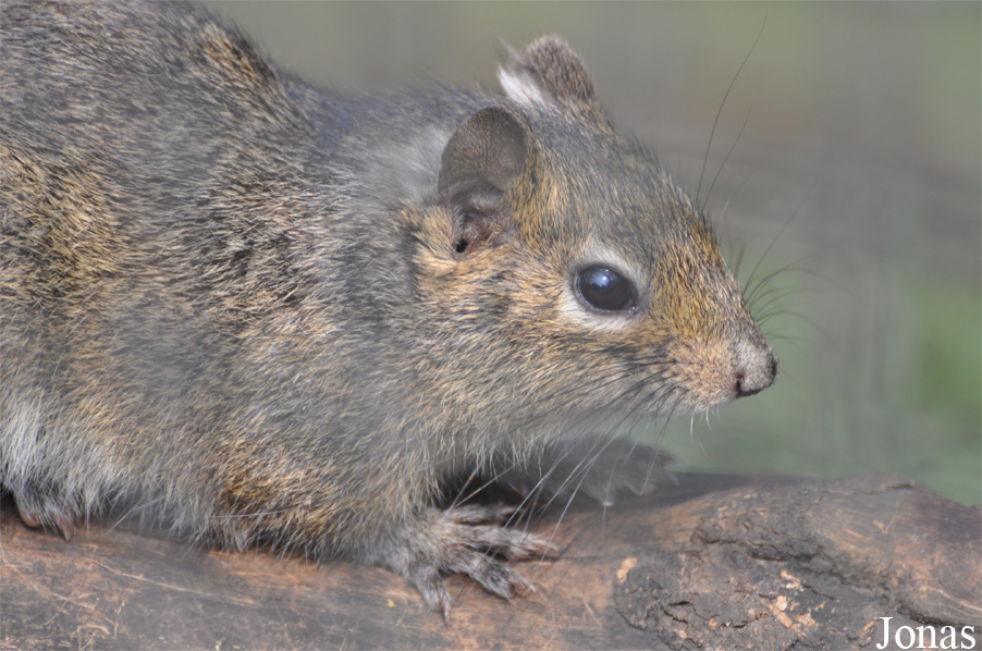 Sciurotamias forresti