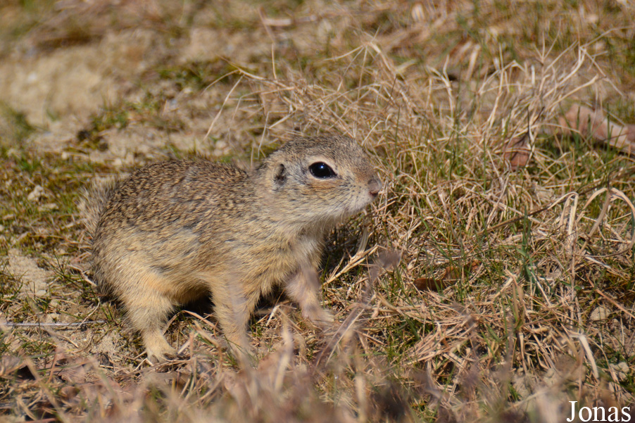 Spermophilus citellus